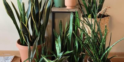 types of snake plants