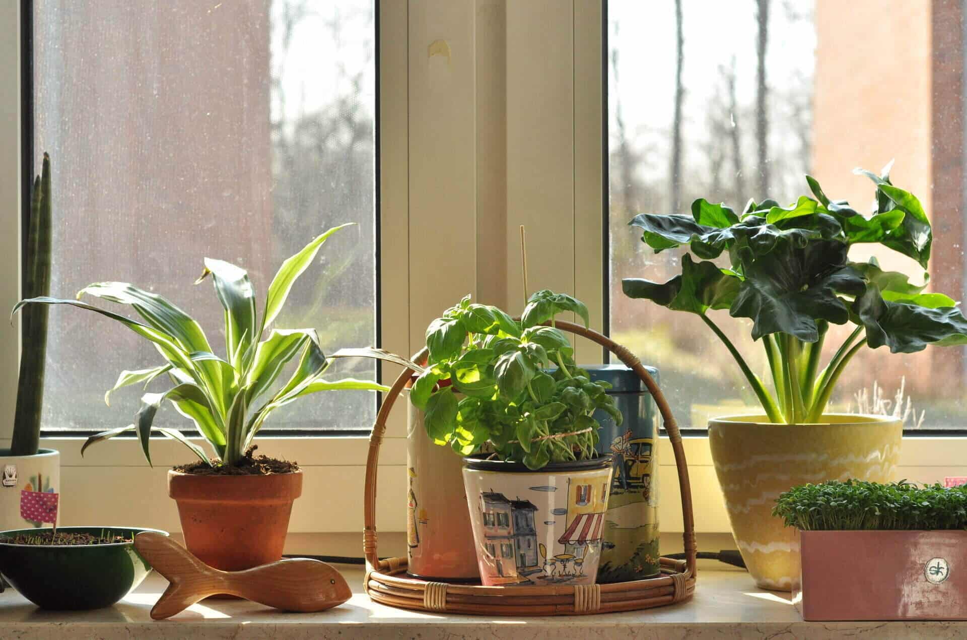 35+ Breath-Taking East Facing Window Plants to Adorn Your Home