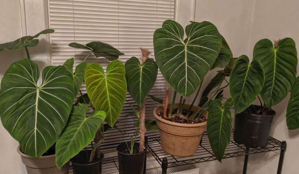Philodendron splendid and other philodendron plants