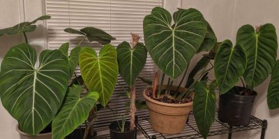 Philodendron splendid and other philodendron plants