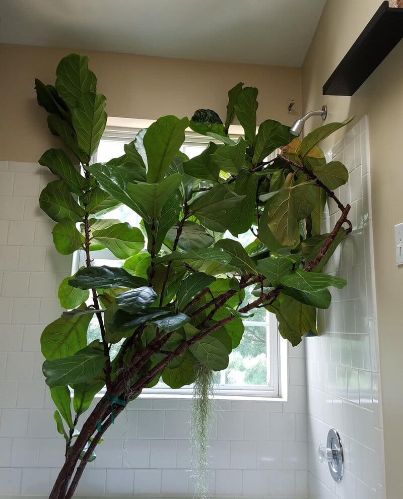 Fiddle-leaf fig