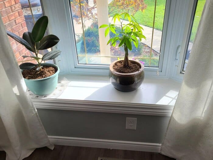 Money tree loves medium to bright indirect light