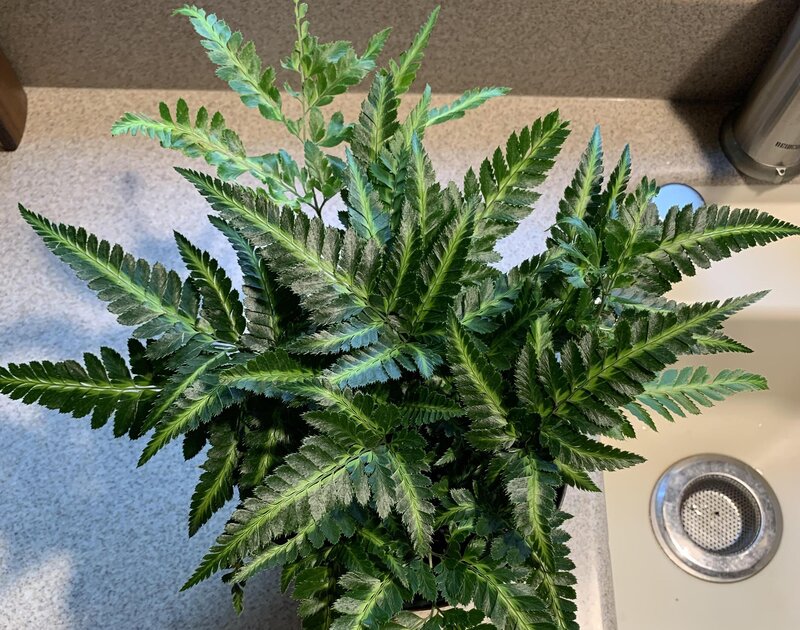 East Indian Holly Fern