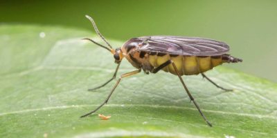 Get rid of fungus gnats in houseplants