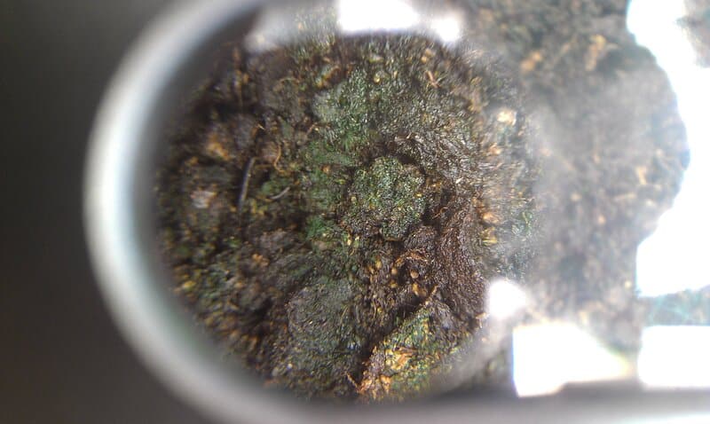 Green mold in houseplant soil