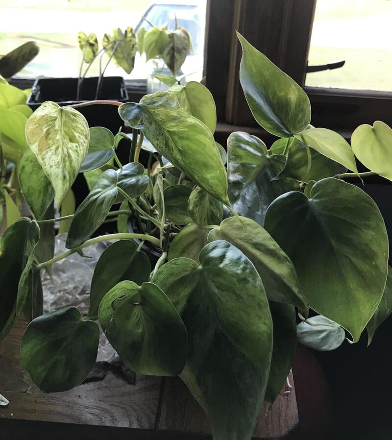 Heartleaf Philodendron