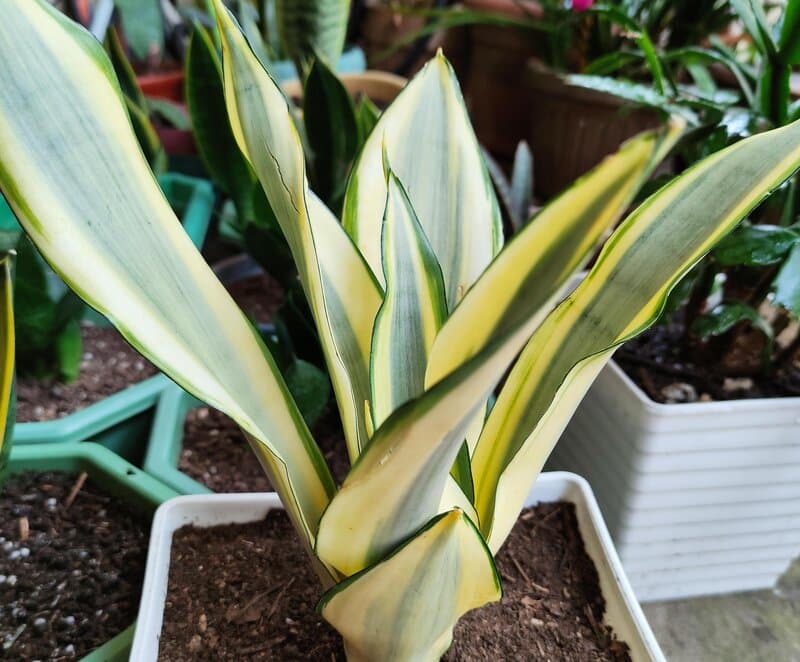  Sansevieria Trifasciata Golden Hahnii