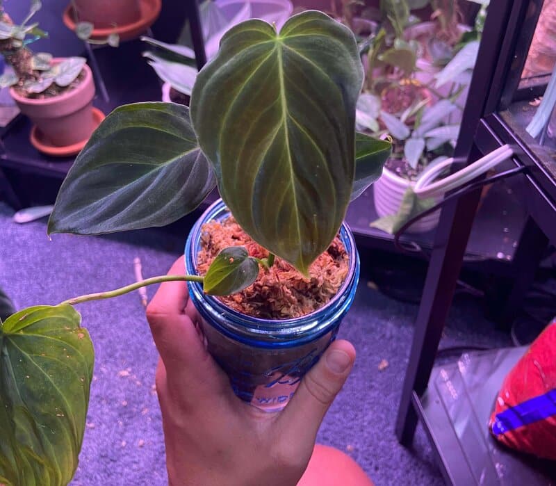 Philodendron splendid humidity requirements