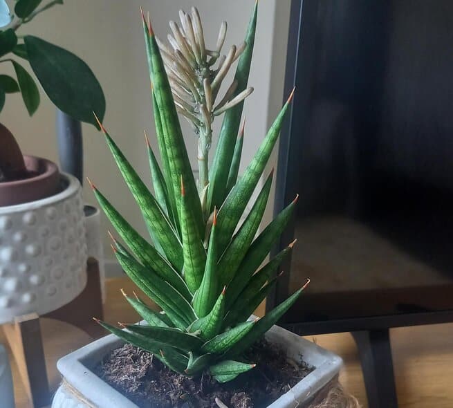 Sansevieria Francisii