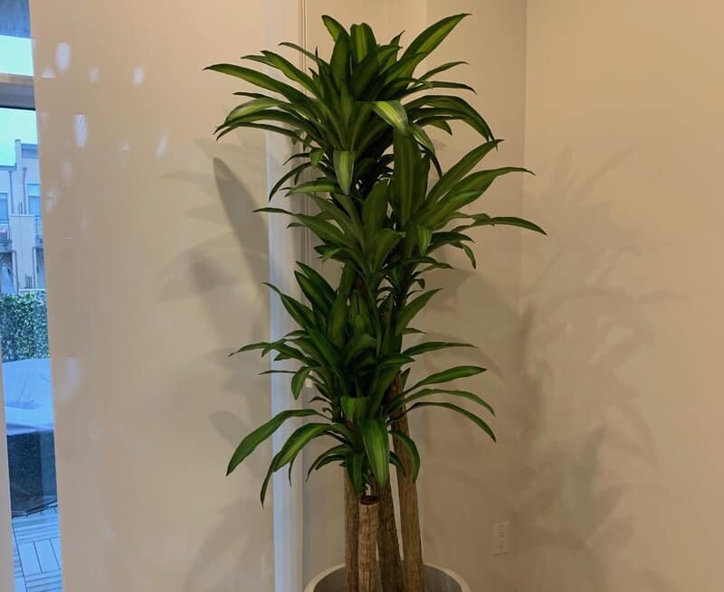 yucca cane - tall indoor plants