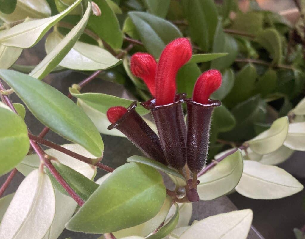 lipstick plant