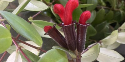 lipstick plant