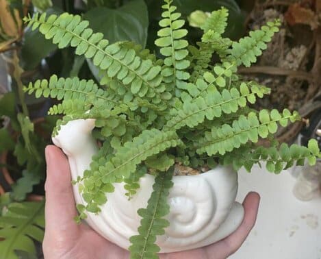Lemon Button Ferns
