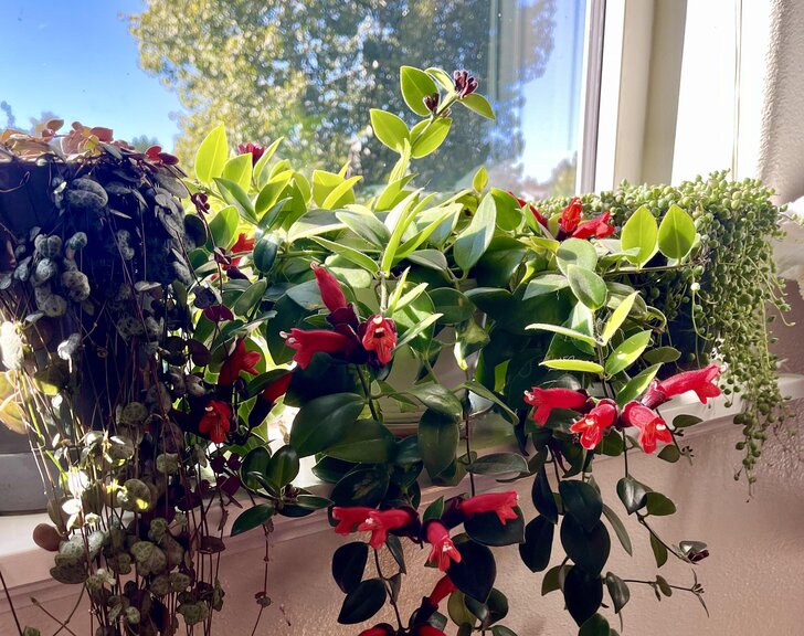 lipstick plant on the terrasse