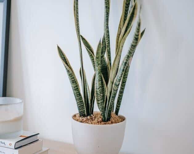 Sansevieria Laurentii