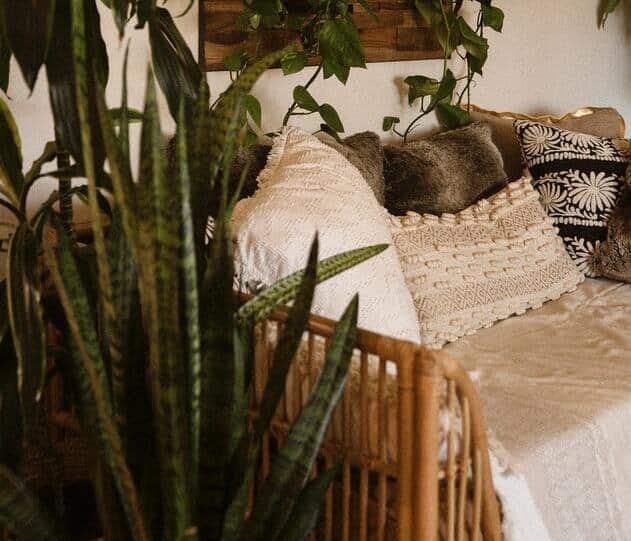  African Bowstring Hemp