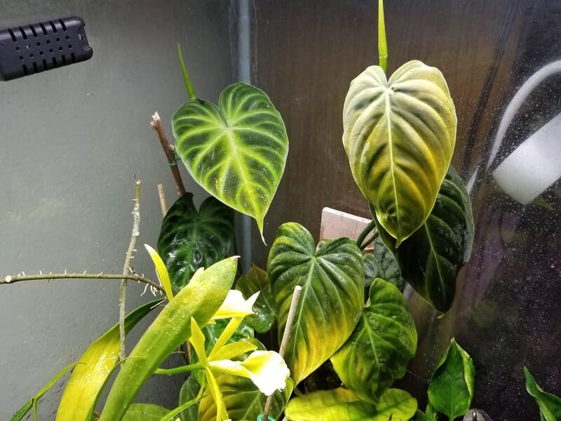 Philodendron Splendid doesn't have to be pruned heavily