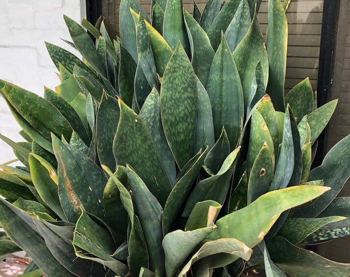 Sansevieria Masoniana