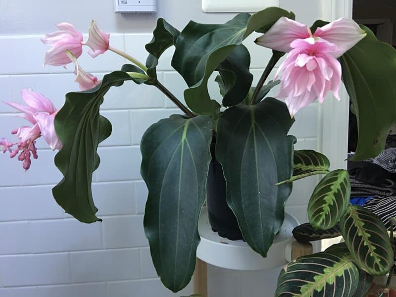 Rose grape aka Medinilla plant