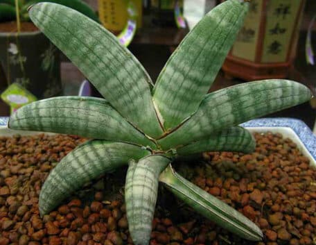 Sansevieria Eillensis Chahin
