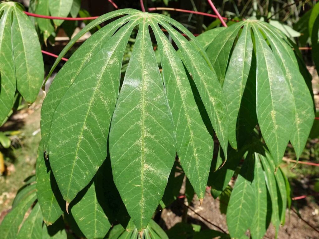 Get rid of spider mites on indoor plants