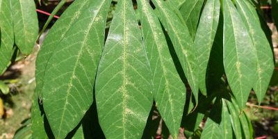 Get rid of spider mites on indoor plants