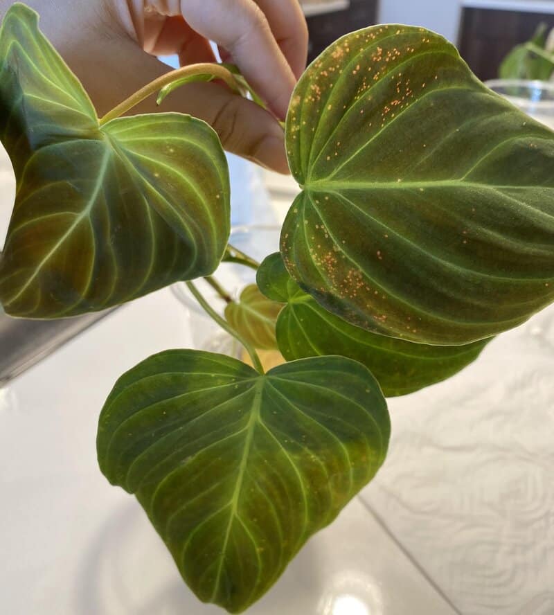 Philodendron Splendid common issues