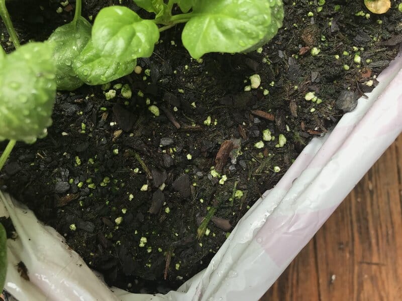 Antifungal spray can help you deal with green mold on houseplant soil