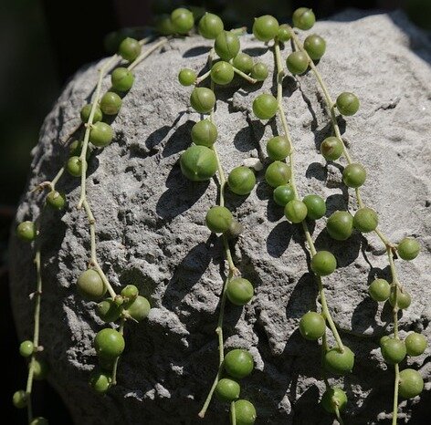 String of Pearls Plant propagation