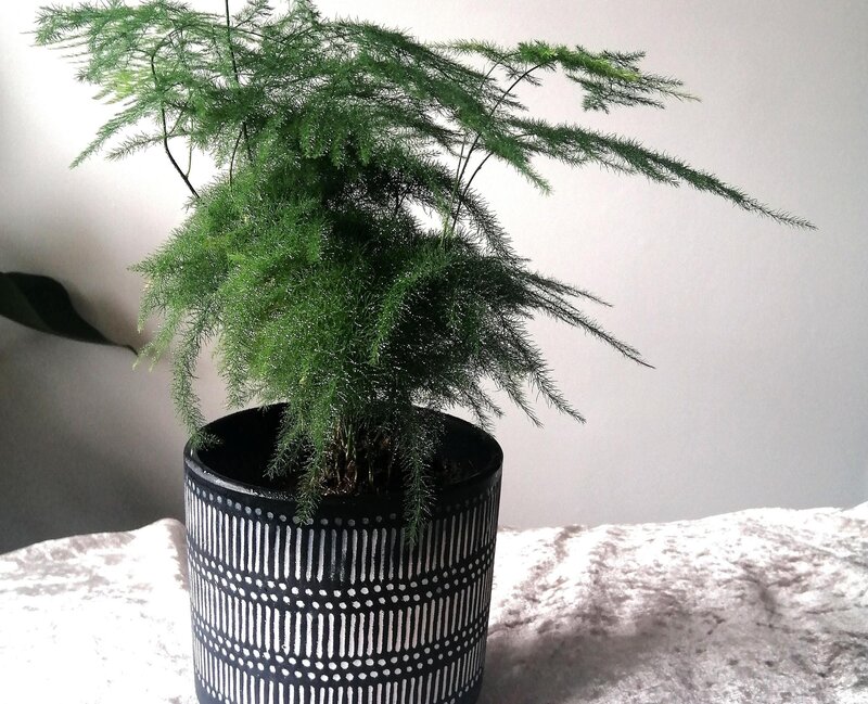 Asparagus Fern