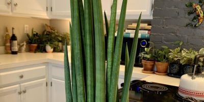 Sansevieria cylindrica care