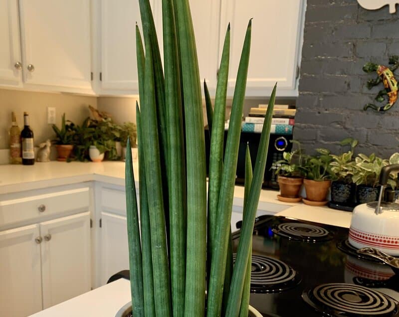 Sansevieria cylindrica care