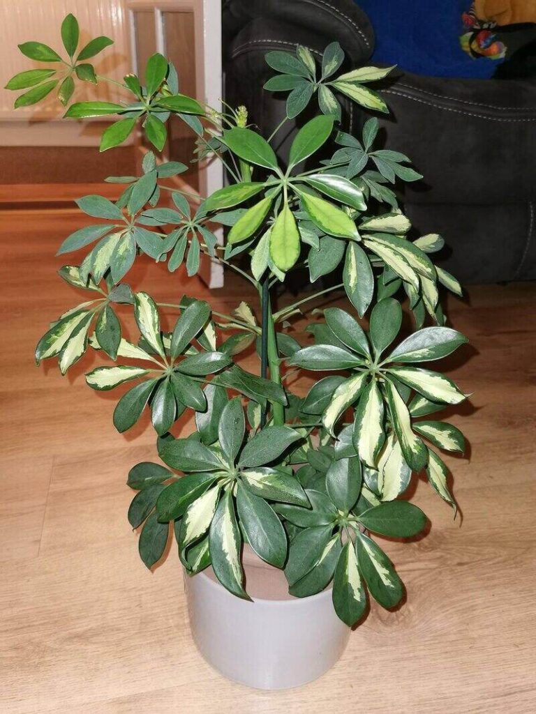 Umbrella tree plant 