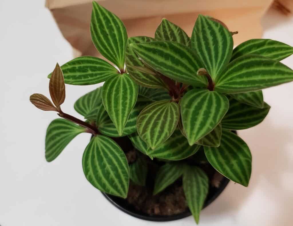 Peperomia Puteolata