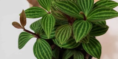 Peperomia Puteolata