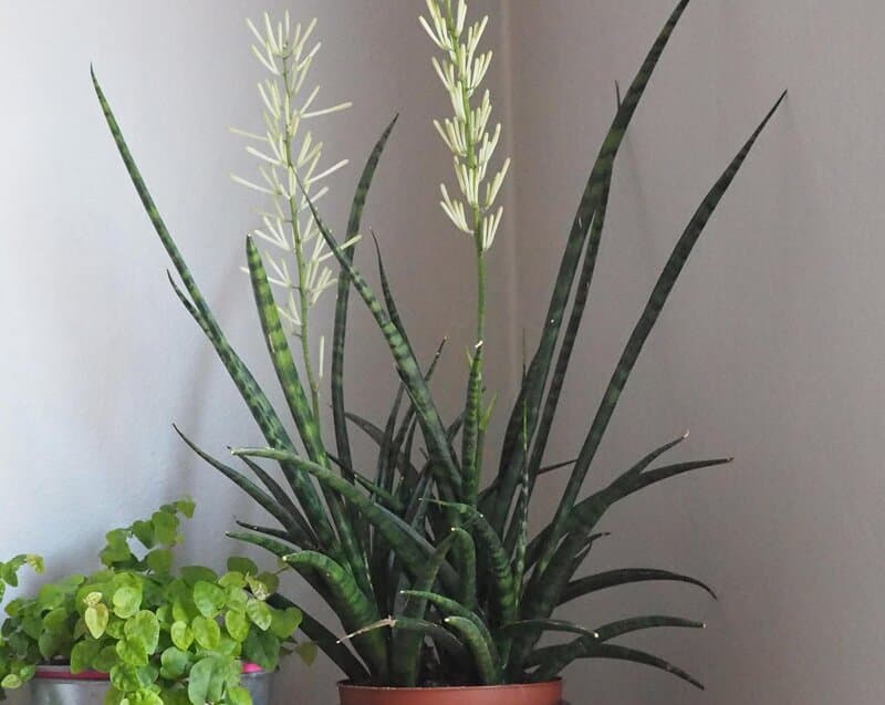 Sansevieria Bacularis – Mikado