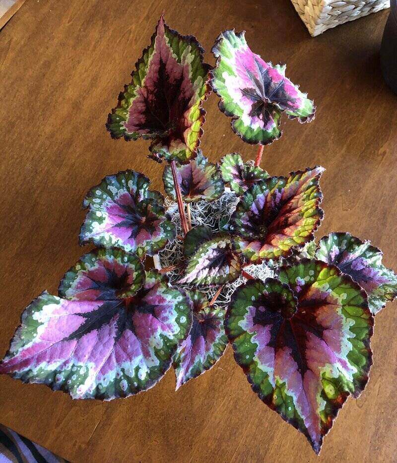 Watermelon begonia 