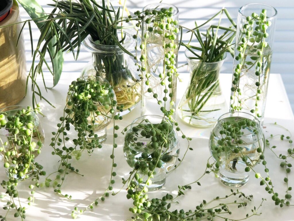 how to propagate string of pearls