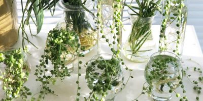 how to propagate string of pearls