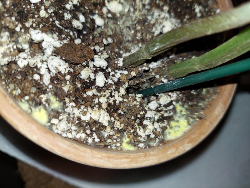 Yellow mold in houseplant soil