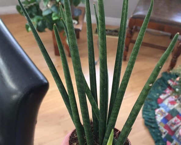 Sansevieria Cylindrica