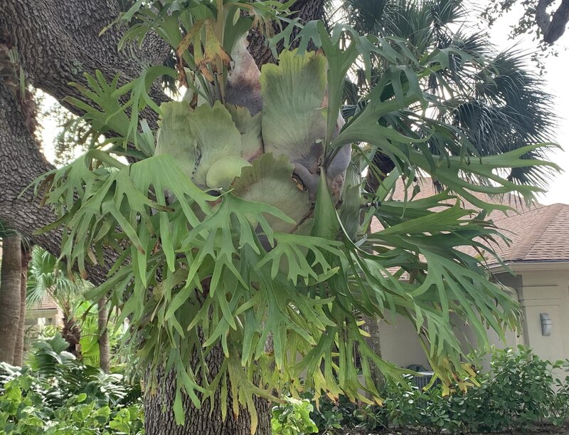  Staghorn Ferns 