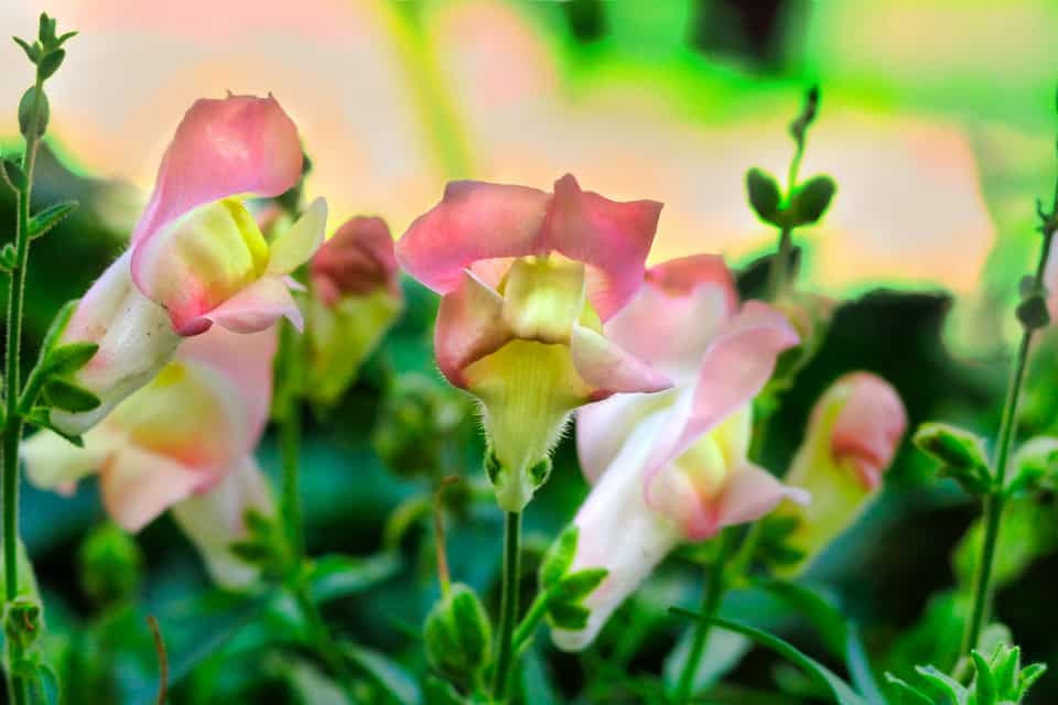 grown snapdragon seedlings