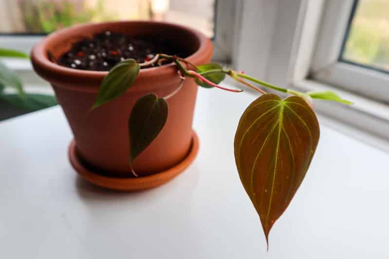 Philodendron Micans humidity requirements