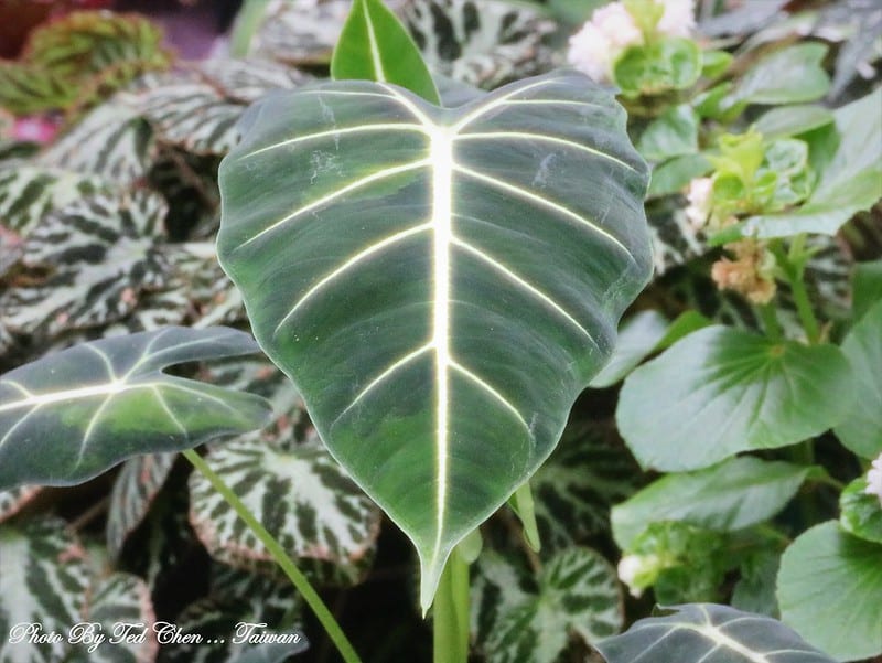 Ideal temperature for Philodendron Gloriosum
