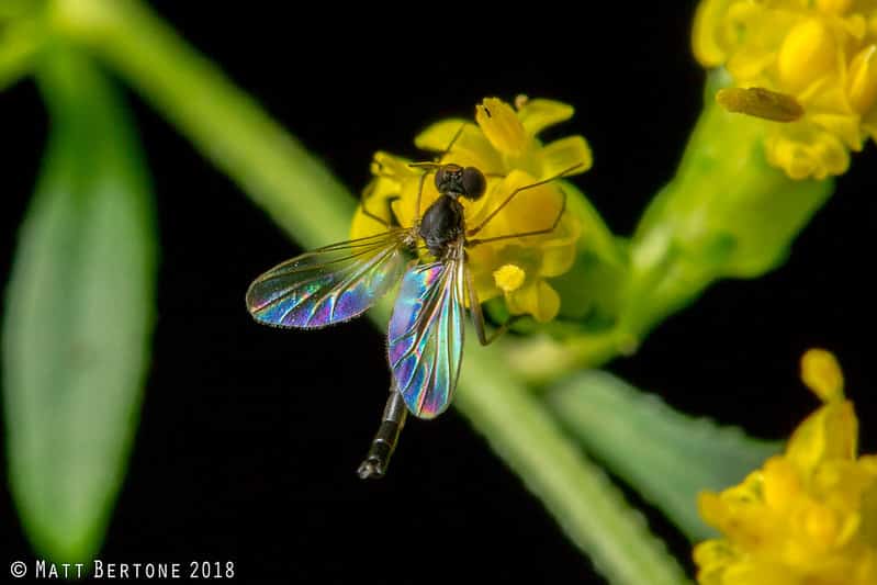 Despite being relatively tiny, fungus gnats can be very dangerous to houseplants