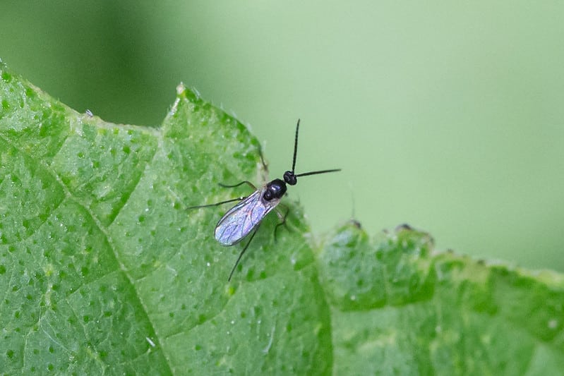 What is a fungus gnat? 