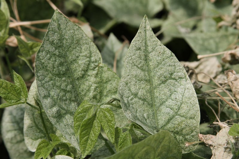 Wipe the leaves to eliminate spider mites
