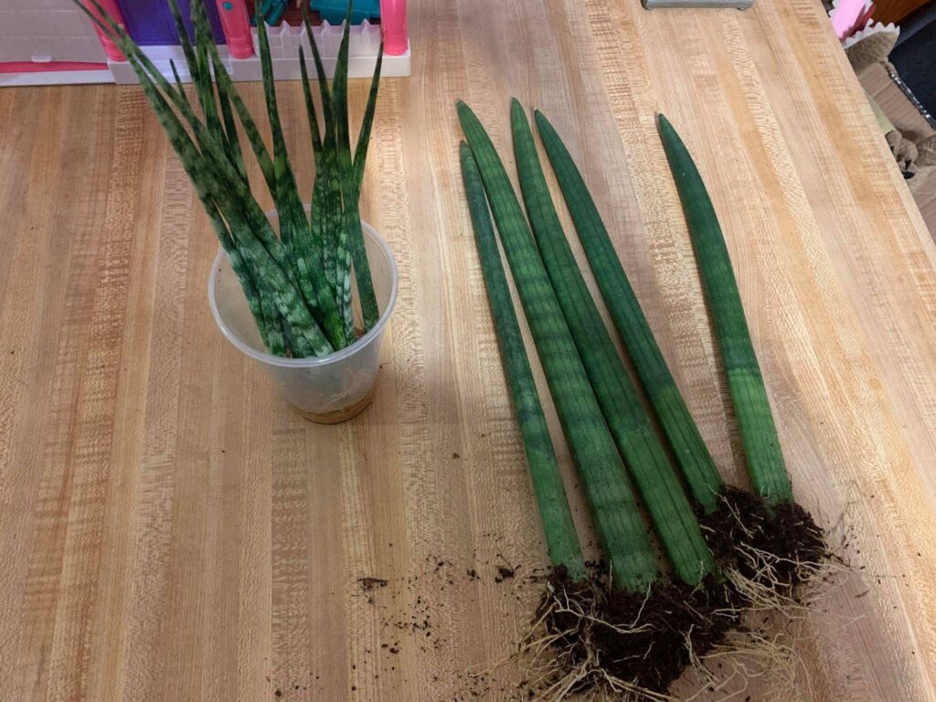 Propagation of Sansevieria Cylindrica 