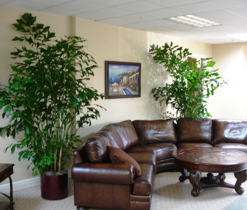 Tall Indoor Plants- 35+ Charming and Elegant Tall Plants